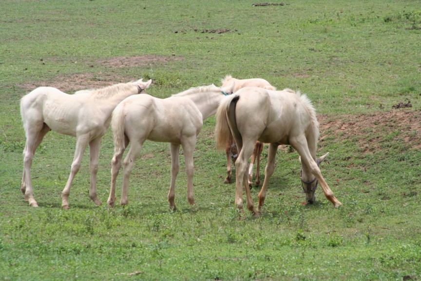 2006_foal_crop.jpg